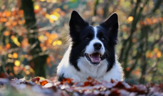 Ulvenhoutse hondenbaasjes verliezen strijd om losloopbos Ulvenhoutse hondenbaasjes verliezen strijd om losloopbos