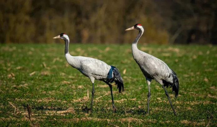Tienduizenden kraanvogels sterven aan vogelgriep Tienduizenden kraanvogels sterven aan vogelgriep