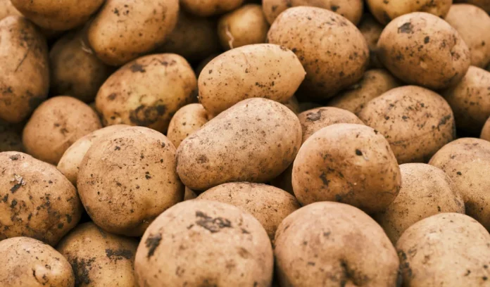 Recordoogst drukt prijs van aardappelen Recordoogst drukt prijs van aardappelen