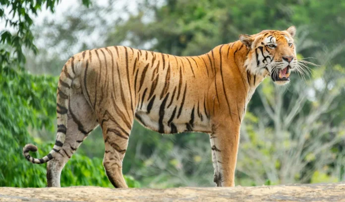 72 tijgers sterven door virusuitbraak in Thailand 72 tijgers sterven door virusuitbraak in Thailand