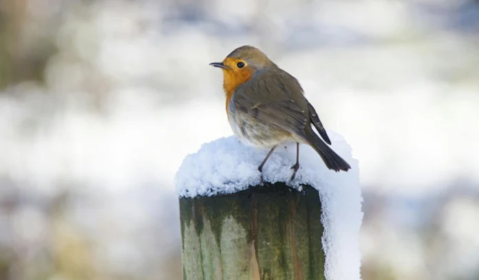 Winterse dag met kans op gladheid in Nederland Winterse dag met kans op gladheid in Nederland