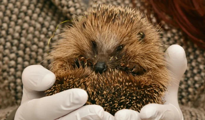 Dieren in problemen door hitte en droogte in Nederland Dieren in problemen door hitte en droogte in Nederland