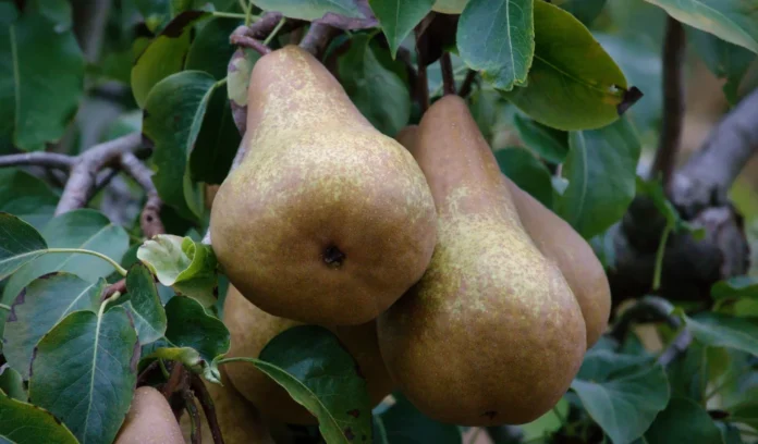 Miljoenen Hollandse peren zoeken een Nederlandse fruitschaal Miljoenen Hollandse peren zoeken een Nederlandse fruitschaal